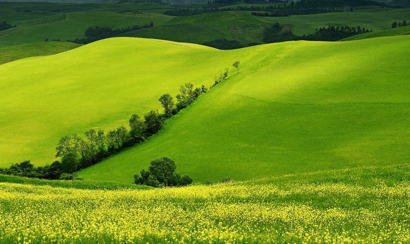 tuscan fieldphoto preview