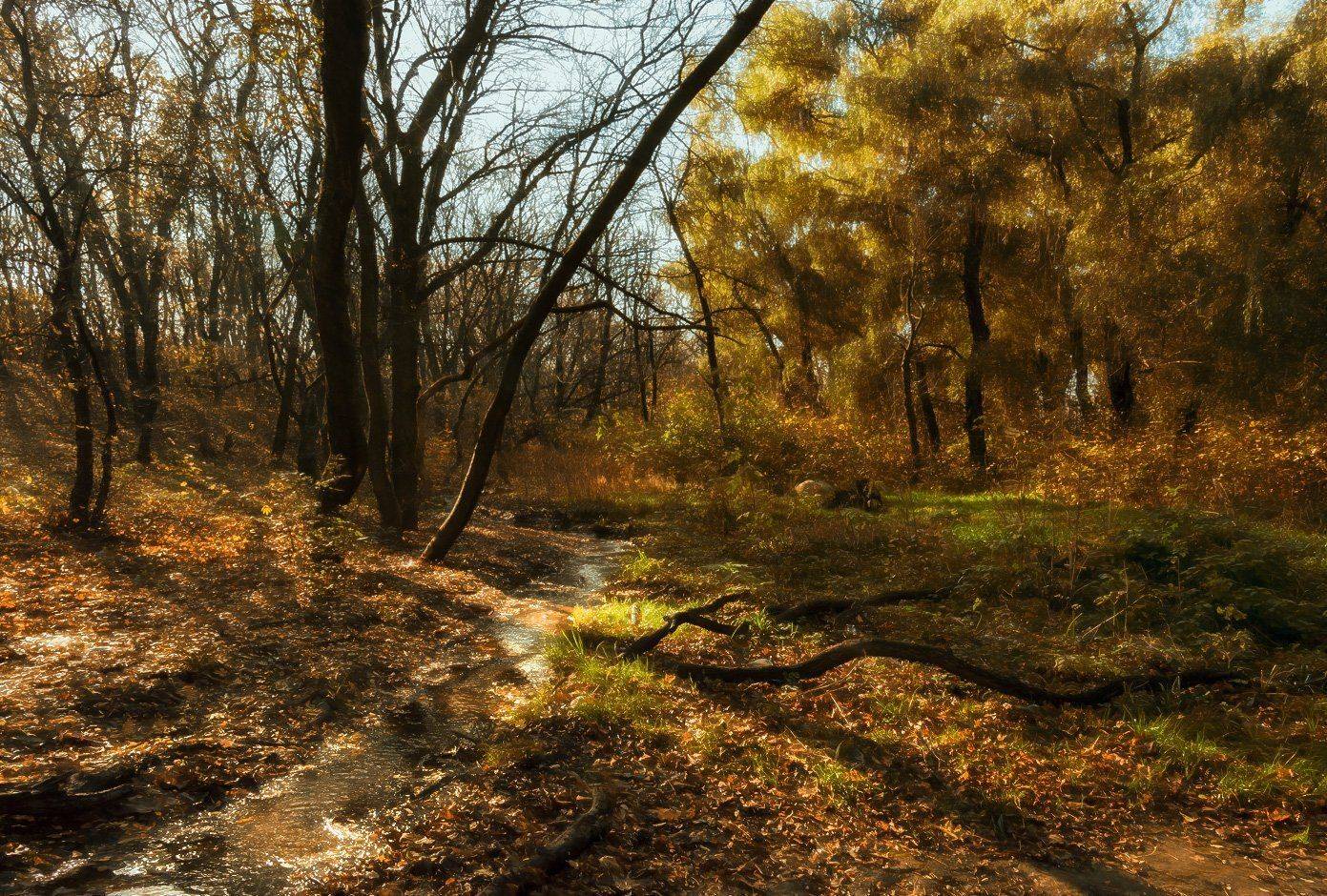 Pro свет осенний в старом парке.... Автор: Игорь Мелекесцев , Игорь Мелекесцев