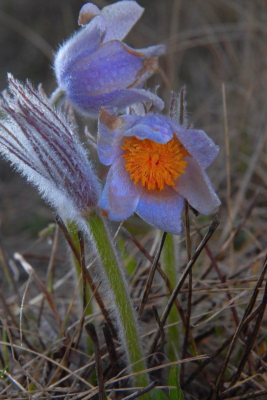 Весенний подарокphoto preview
