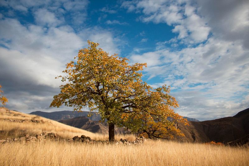 Exploretree, Travel, Tree Treephoto preview