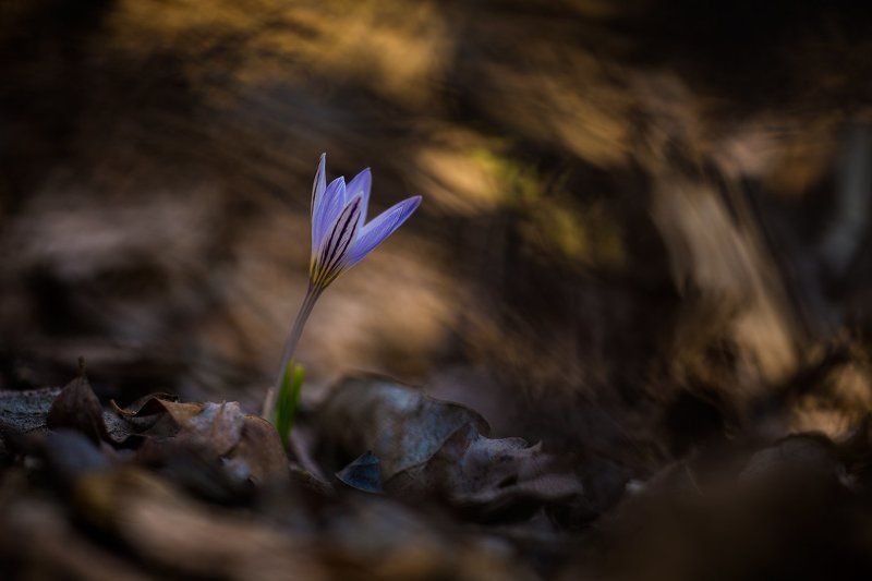 Весна, Крокусы, Макро, Первоцветы, Цветы Весна пришлаphoto preview