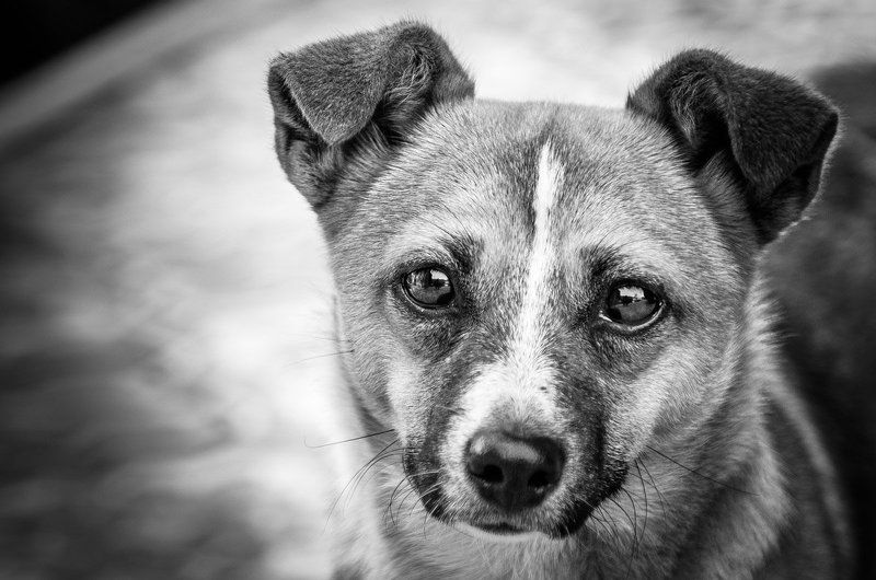 Animals, Black & white, Bw, Dog, Emotion, Nature Doggyphoto preview