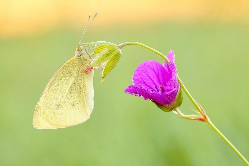 Silence , silence... фото превью