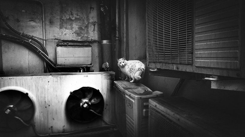 Black & white, Cat, City, Saint-Petersburg, Street ***photo preview