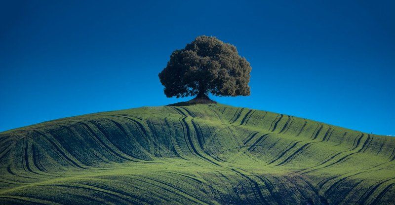 Холм одинокого дерева.photo preview