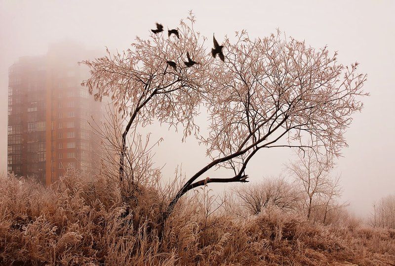 Птицы воскресные...Крылья застужены фото превью
