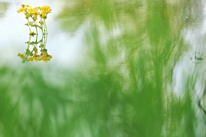 Весна, Вода, Калужница, Отражение, Первоцветы, Растения, Флора, Цветок, Цветы Калужница болотнаяphoto preview