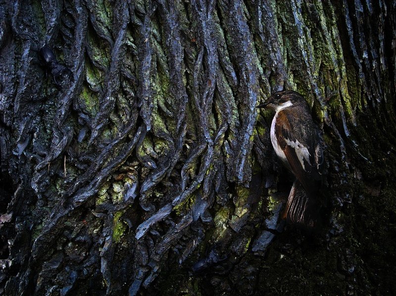 Birds spying on youphoto preview