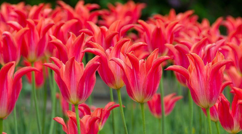 ритмphoto preview