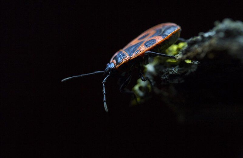 Открытие макросезона-2015:)photo preview