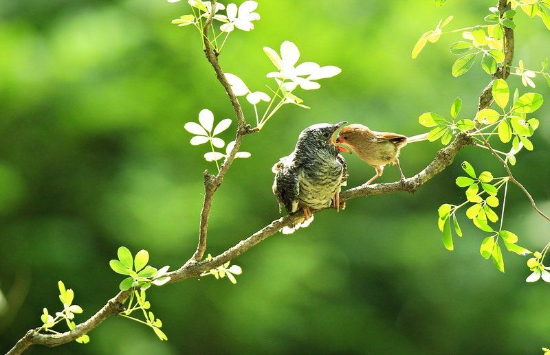 Broodingphoto preview