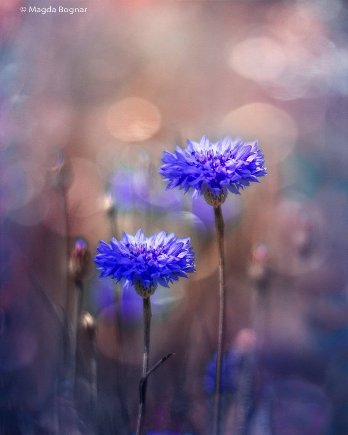 Blue Twins. Автор: Magda Bognar , Magda Bognar