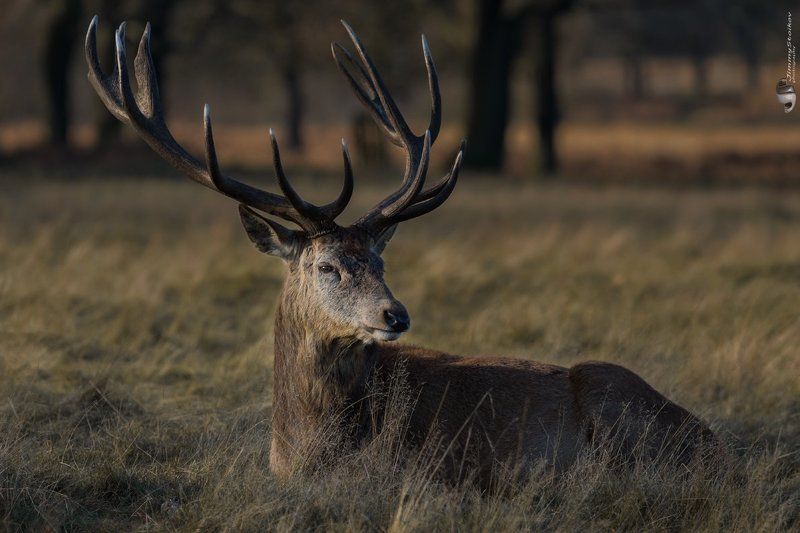 deer deerphoto preview