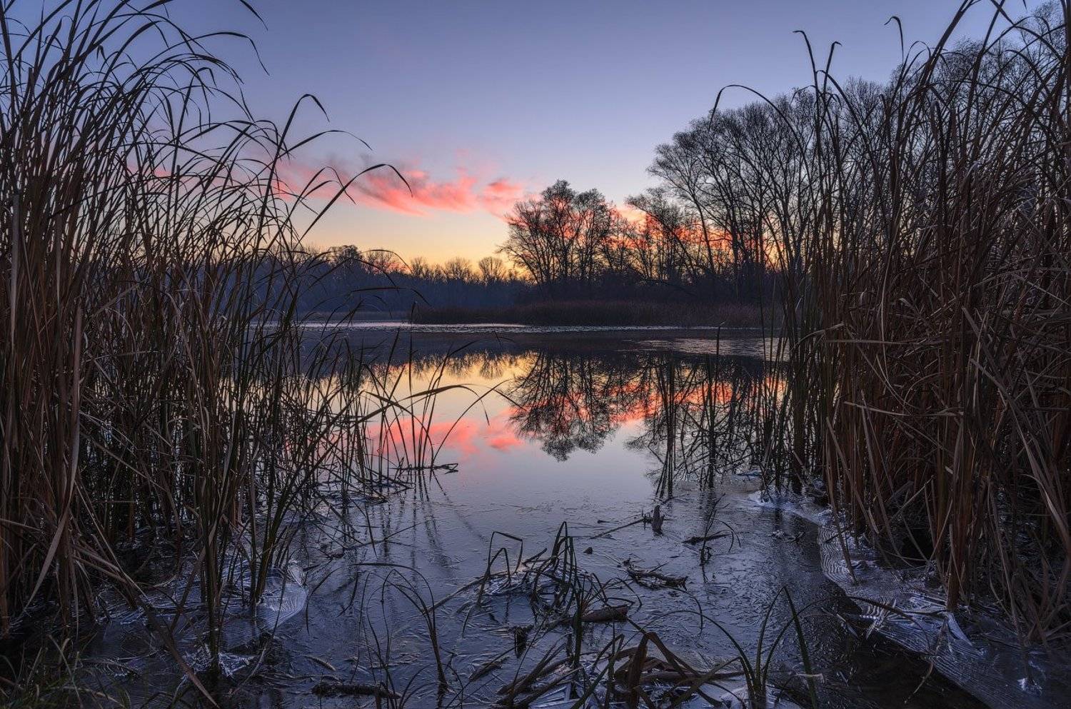 деревья, зима, камыш, лед, озеро, рассвет, U-235
