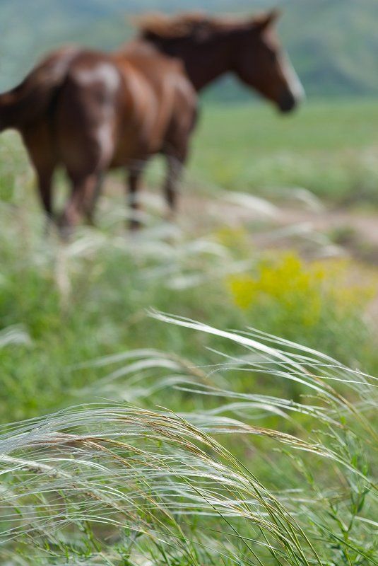 Цветение ковыляphoto preview