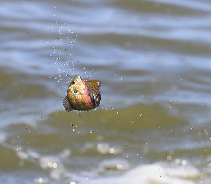 70200, 7d, animals, fish, jump, животные, рыба Прыгающая рыбаphoto preview