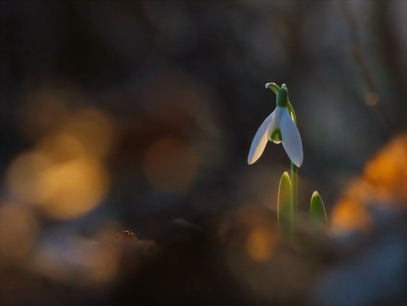 Весна, Лес, Подснежник, Цветы Весне дорогуphoto preview