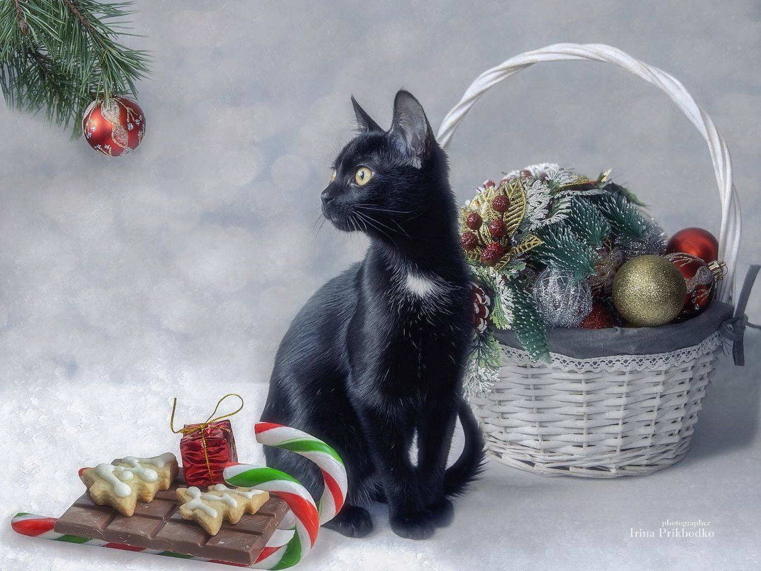 Подарки от Санты. Автор: Приходько Ирина рождественская открытка, рождество, котики, домашние питомцы, Приходько Ирина