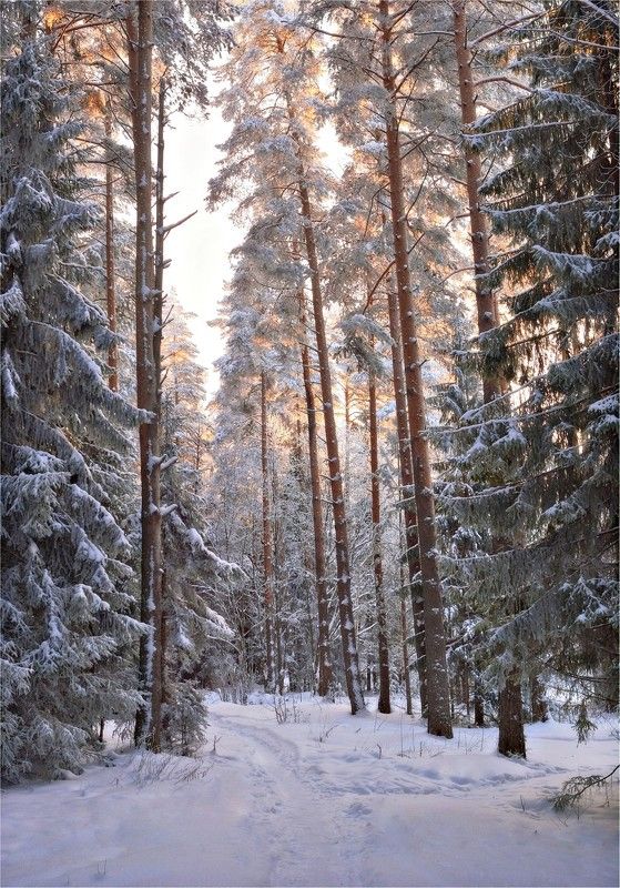 лес, бор, сосны, утро, раннее, восход, свет, стволы, кроны, золото А просто зимаphoto preview