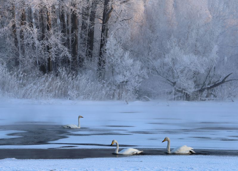 алтай, алтайский край, озеро урожайное, лебеди, лебединое озеро, сибирь Лебединое озероphoto preview