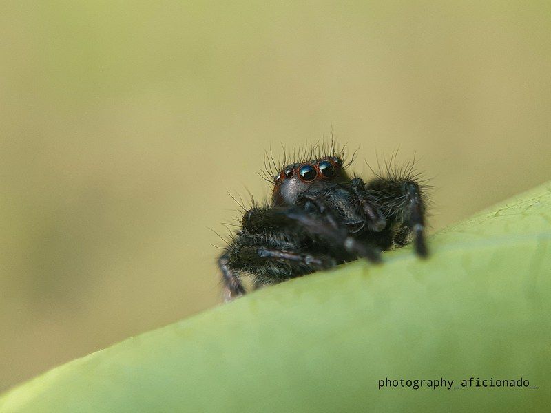 Macro A little spider sits on a leaf. Mobile photographyphoto preview
