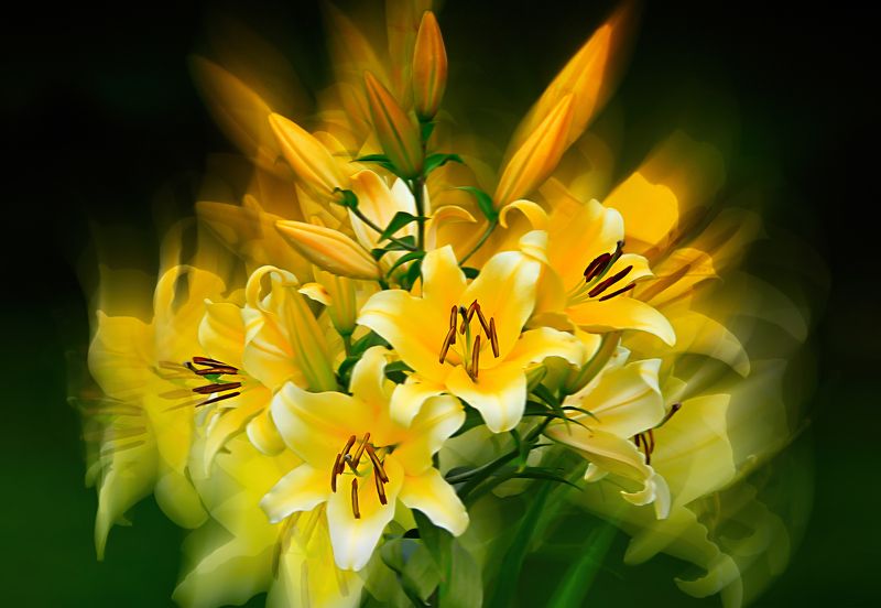 multicolored lilies, blossom, flowers, green , spring, garden, summer flowers,  summer color, nature, flora, black background, blur yellow lilies flowers фото превью