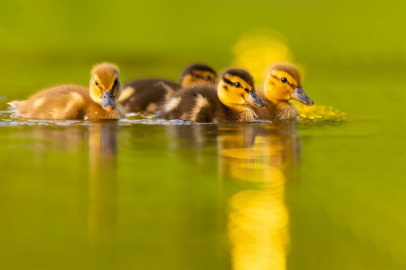 Ducklingsphoto preview