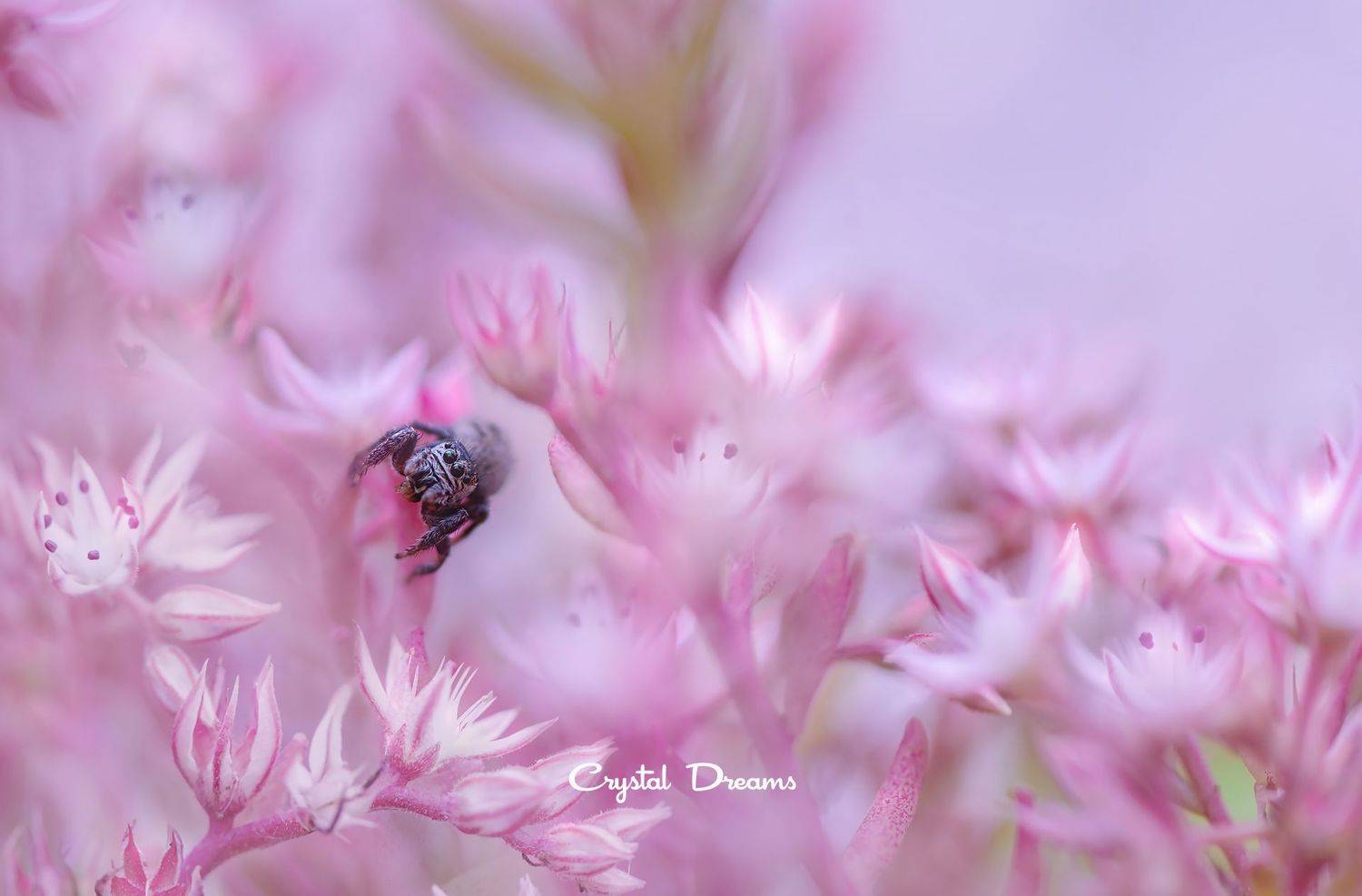 "Little Genry". Автор: Татьяна Крылова #crystal_dreams #art #macro #nikon #nature #pink, Татьяна Крылова