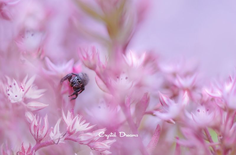 #crystal_dreams #art #macro #nikon #nature #pink \