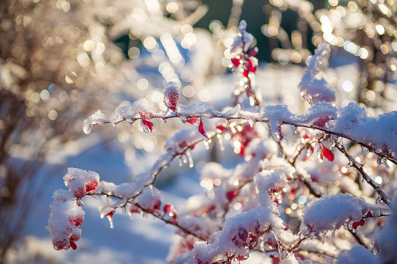 лёд, солнце, зима, снег Природа в хрустале (часть 1)photo preview