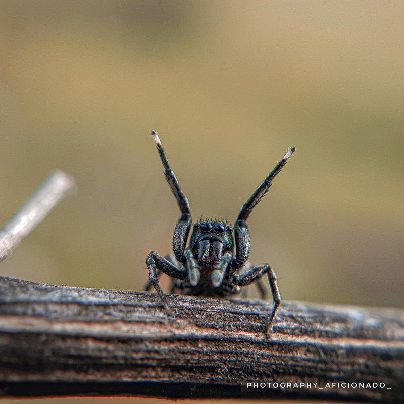 Macro  Macro view of a small spider. Mobile photographyphoto preview