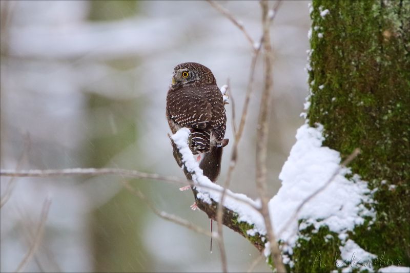 Воробьиный сычик Воробьиный сычик фото превью