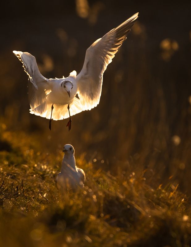 Gull фото превью