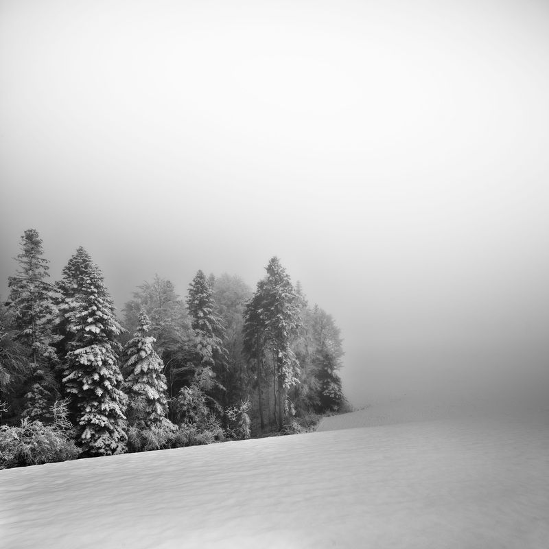 Landscape morning fog tree medium format winter snow phase one iq4 Switzerland  Morning in fog bedphoto preview
