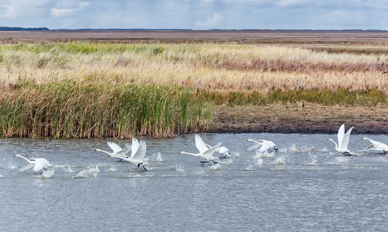 птица, лебедь кликун, взлёт, озеро, осень, на взлёт..photo preview