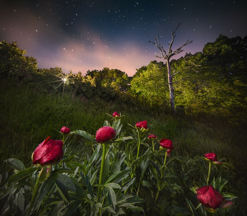bulgaria, peonies, flowers, wild, forest Forest treasuresphoto preview