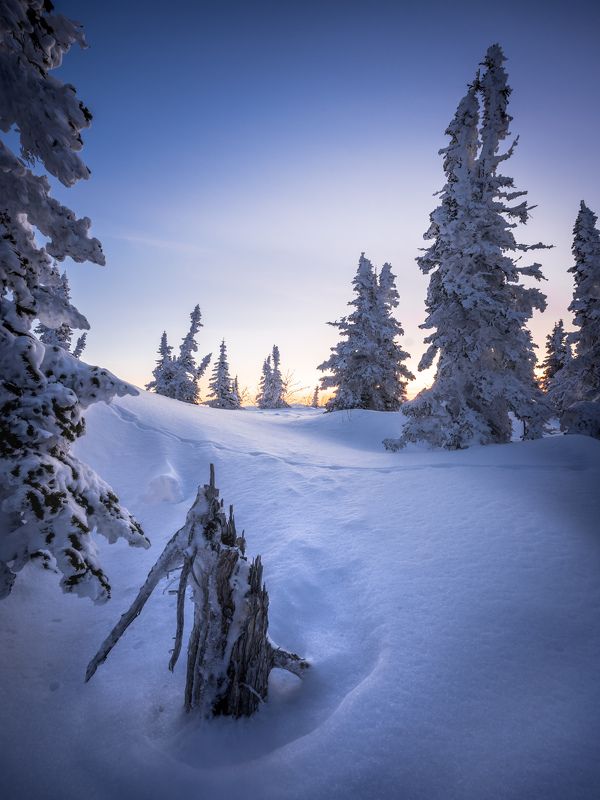 Причудливые ели…  Weird firs...photo preview