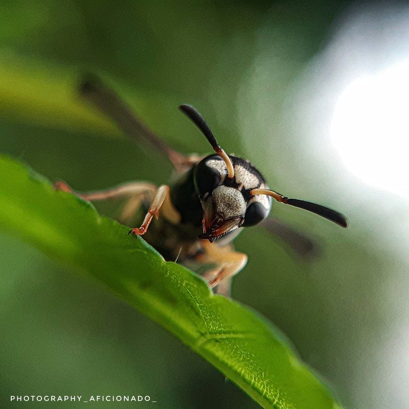 Macro  Mobile macro photography. A bee sits on a leafphoto preview