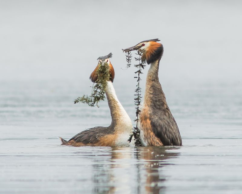 чомги Чомгиphoto preview