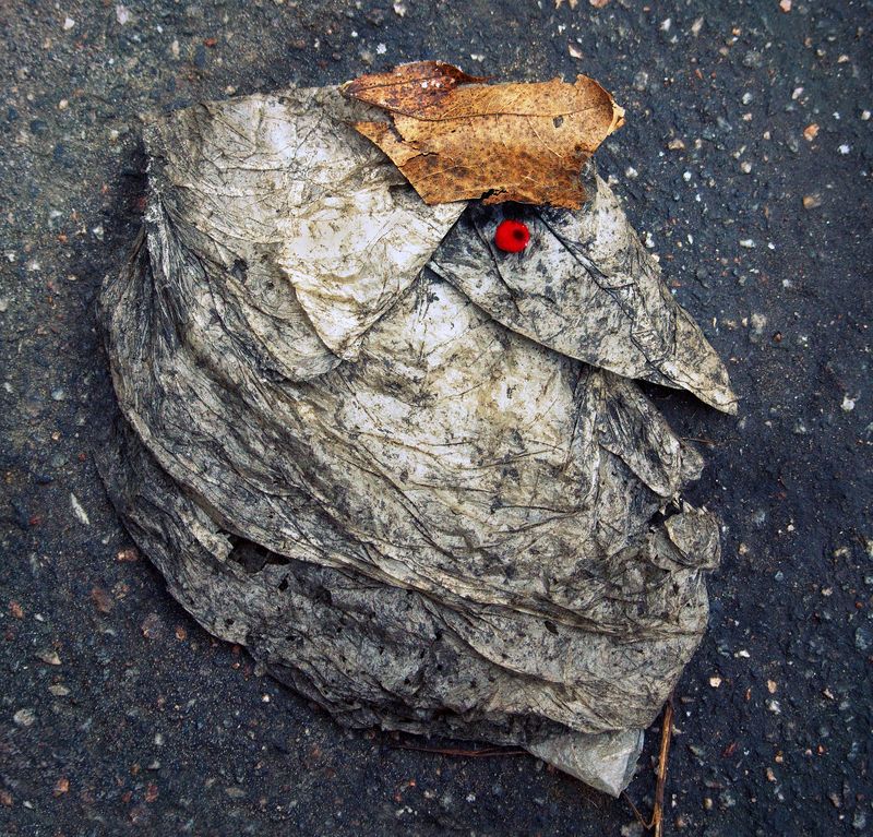 pareidolia Рябиновый вампир северных широтphoto preview