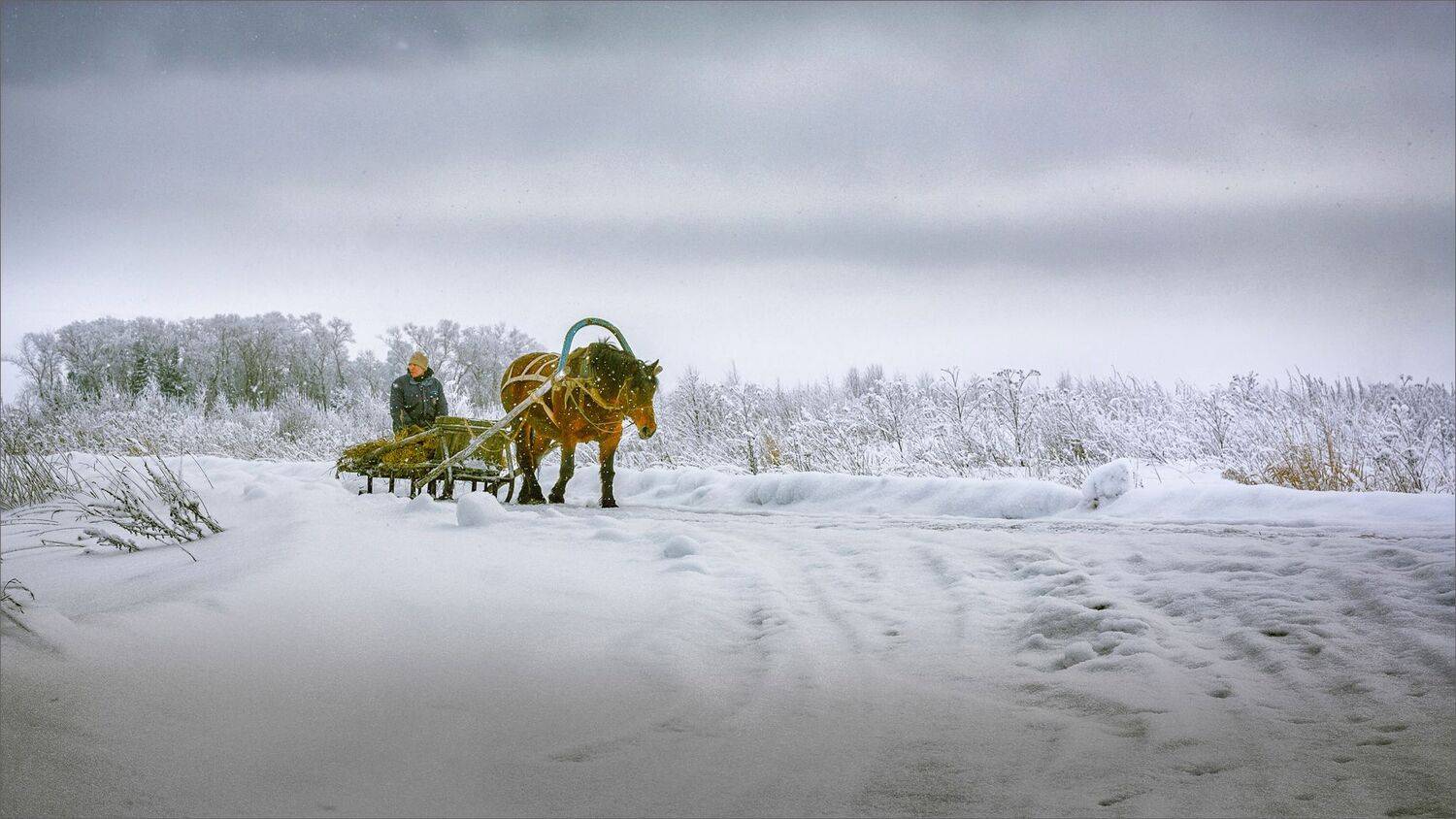 Картинка деревенская.... Автор: Никитинский Александр пейзаж, зима, лошадь, деревня, снег, свет, цвет, александр никитинский, Никитинский Александр