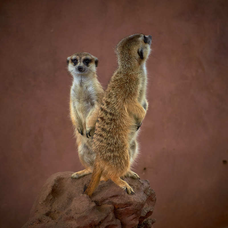 На посту - сурикаты (ЮАР) фото превью