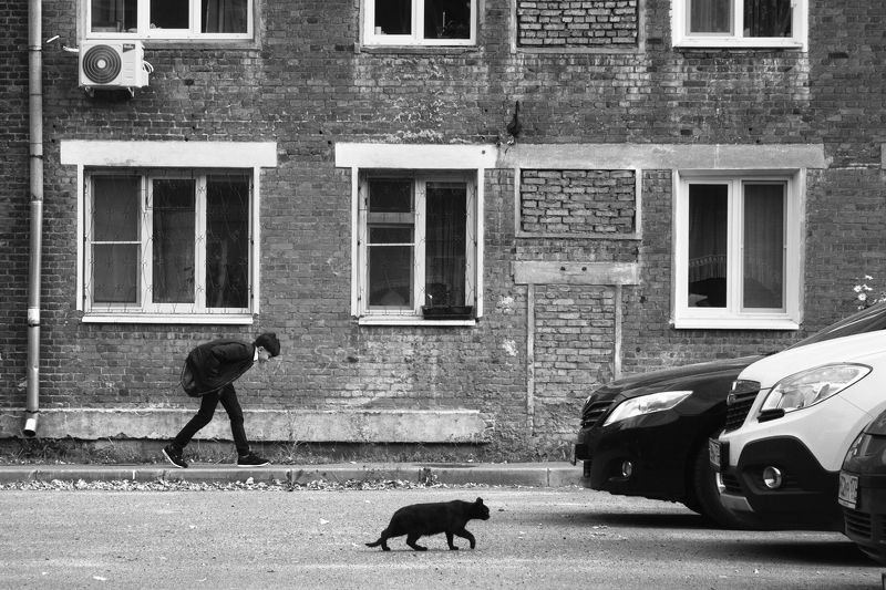 кошка  photo preview