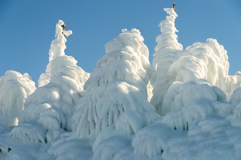 Ледяной лесphoto preview