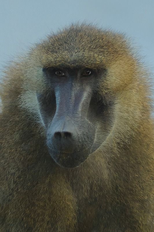 Babouinphoto preview