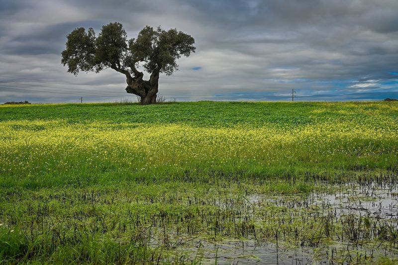 landscape, tree, field, flowers, flowers field, sky, Lonely oakphoto preview
