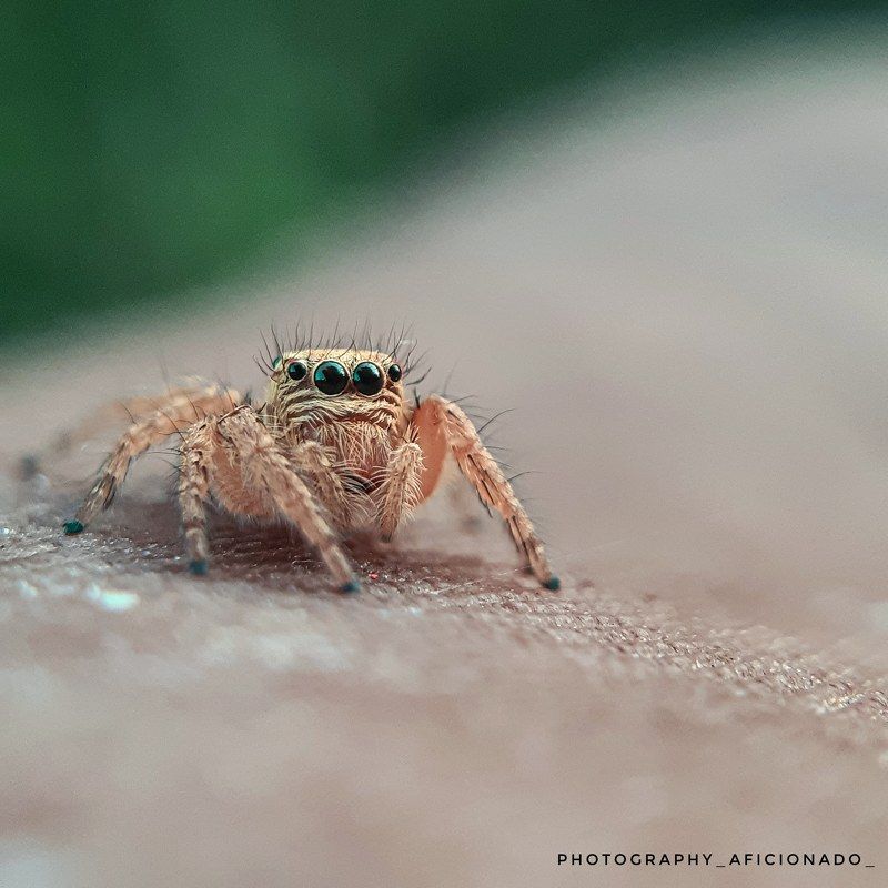 Mobile macro photography. A  little spider photo preview