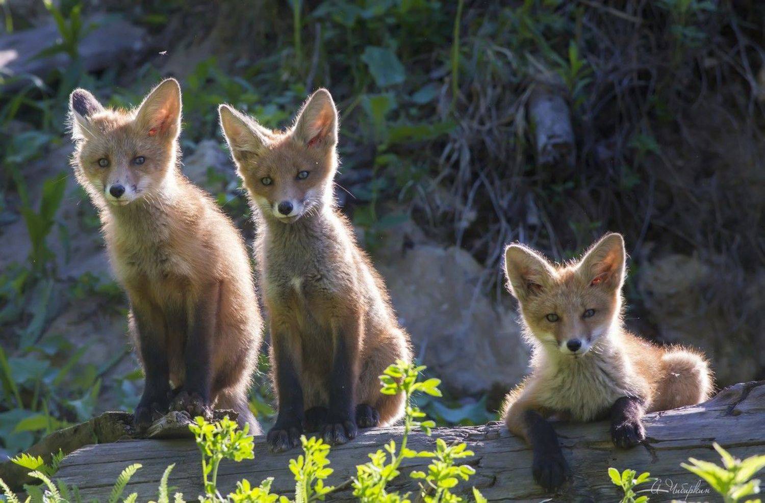 , Александр Чибиркин