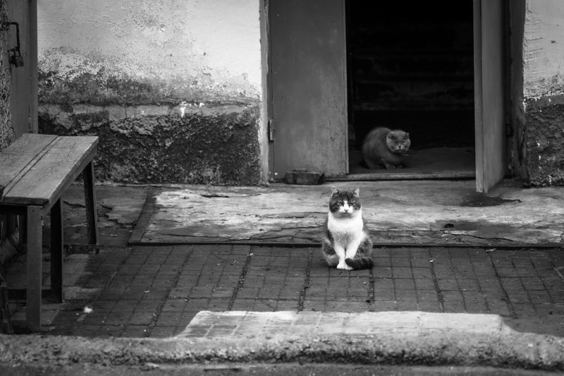 Мафияphoto preview