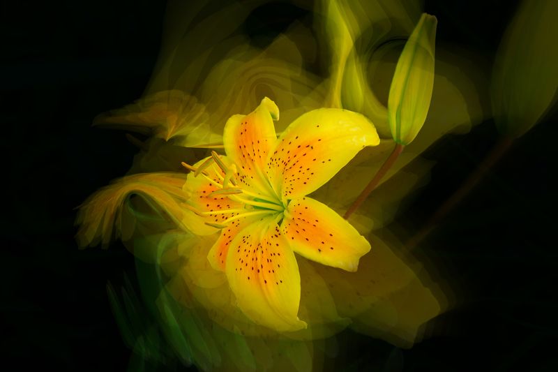 multicolored lilies, blossom, flowers, green , spring, garden, summer flowers,  summer color, nature, flora, black background, blur yellow lily flower фото превью